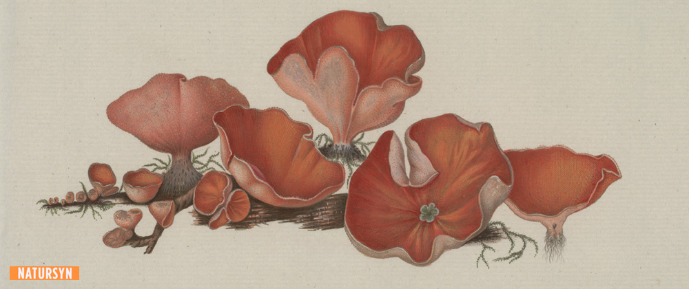 Natursyn:  natursyn