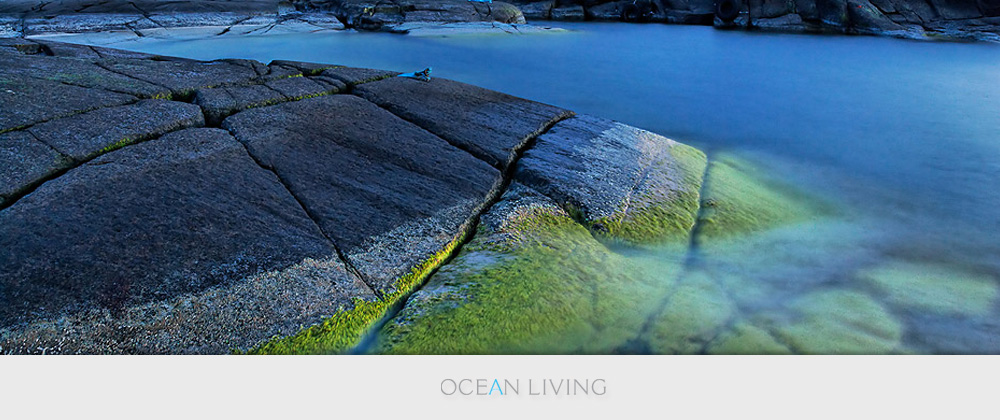 Ocean Living: Logotype In Use Ocean Living: Logotype In Use